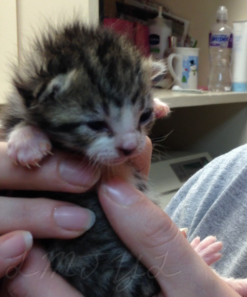 lmtyl:For National Tabby Day, here’s one of the bottle babies from work.  She’s the most precocious 