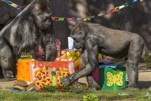 We take gorilla birthdays very seriously. Also, Joanne is now ~5~