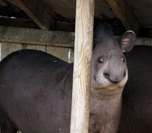 boocollecter:  tastefullyoffensive:  Animals in Complete Astonishment [imgur]Previously: Animal Family Photos  <3  That elephant looks like Maggie Smith.