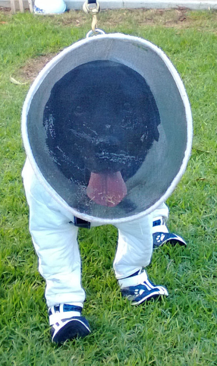 dogaesthetics: sirfrogsworth: This is Bazz the Beekeeper. A black lab who is specially trained to sniff out disease in bee hives. In Australia the bees do not stay inside and it isn’t safe for Bazz to go in sniffing without protection. So his owner