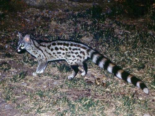 Unappreciated animal time: The common genet (Genetta genetta). 