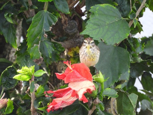 Palm Warbler (Setophaga palmarum)© Martine Parent