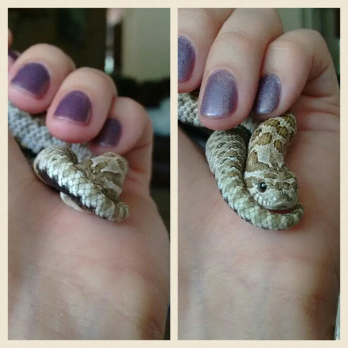 cuteanimalspics:  Peekaboo! (Source: http://ift.tt/1OmBq4j)