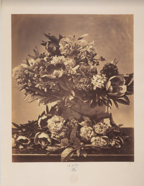 Charles Aubry: Still Life with Peonies, c. 1864 - Albumen silver print from a collodion on glass neg