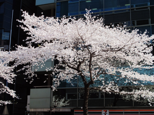 jiminsblush:hontai:ガラス窓を背に by yorozuna  -  cherry blossoms@browngirl