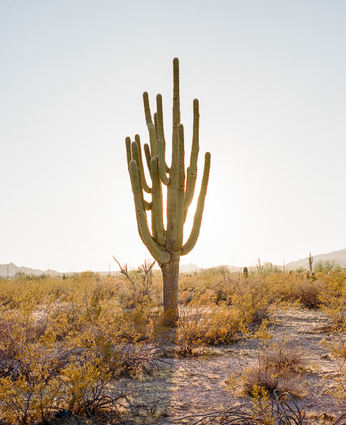 jakedebruyckere - Saguaro | July 2016