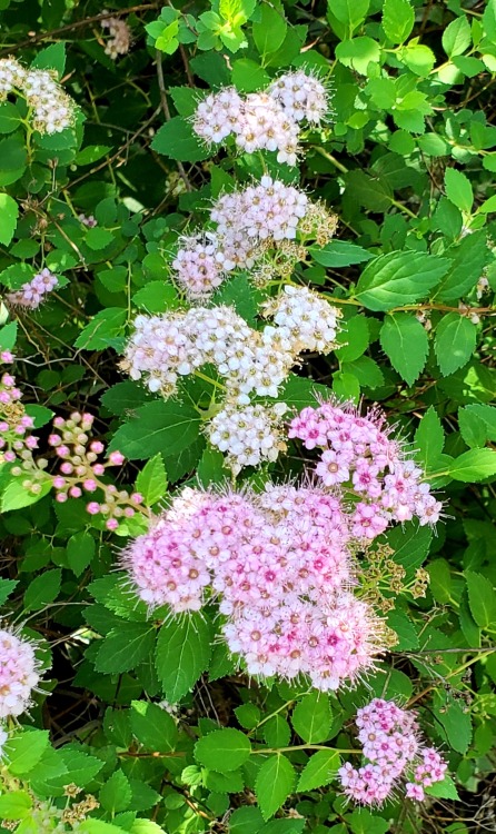 piprobinthegarden: Fuzzy Spirea flowers up close.