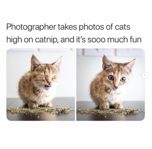 justcatposts:This is brilliant (@iamthecatphotographer)