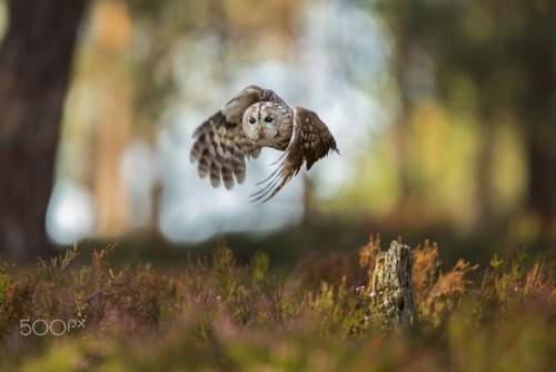 sweetd3lights:    By Dasa Ksandrova   