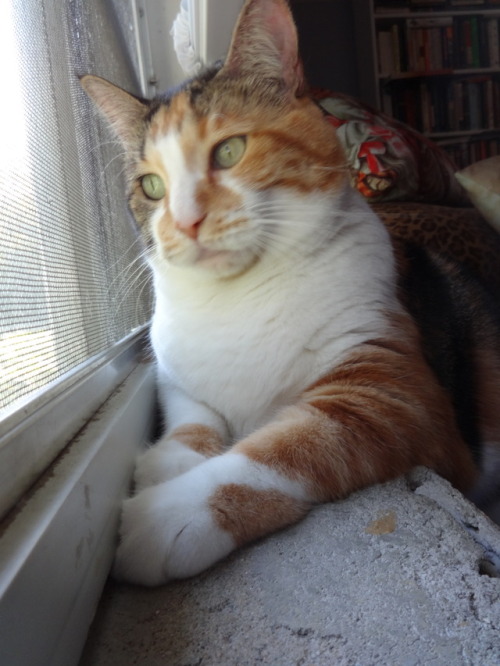 dixieandherbabies: Dixie and her babies. I’m doing a little bird watching on this beautiful Mo