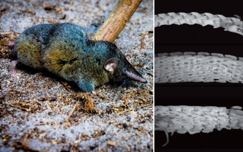 rhamphotheca:Newly Discovered Shrew Has Spine of Steelby Kelly ServickIt’s the size of large rat, bu