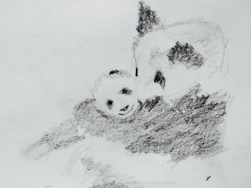 Pandas Cuddling Lol this one was fun to draw