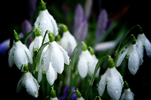 Snowdrops by dami139 on Flickr.