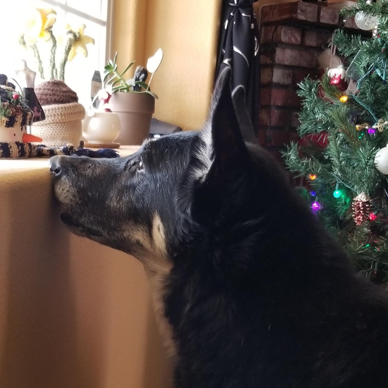 Vincent used to do this thing where when he spotted someone out the front window (whether they came to the door or were just walking by) he’d rush up to the window to bark at them and then rest his nose on the sill and glare outside for several