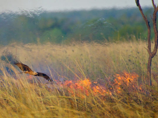 lockwiththehorns: matthewonart:  Non-Boring Environments that need Fantasy Representation Tropical Rainforests Scrubland/Dry Forests. For extra effect make them the sort that burn very often; some native plants never germinate until after a fire, and