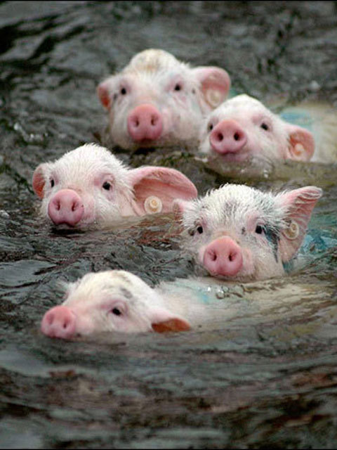 thefingerfuckingfemalefury:  AW YES TINY PRECIOUS LITTLE AQUA PIGS Going for a swim and being adorable  D'AWWWWW.  I’d still eat em’ though…. >_>