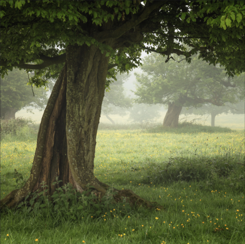 robert-hadley:Hatfield Forest Buttercups by Brian Roberts