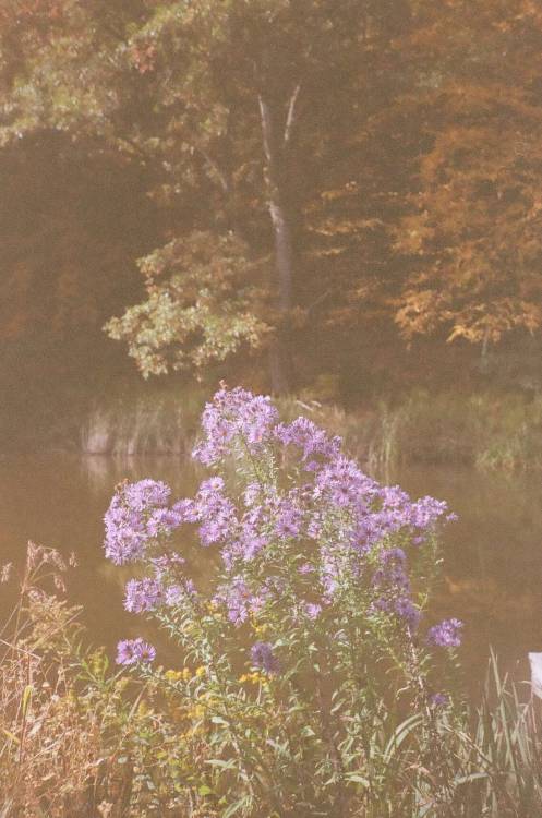 F l e e t i n g Upstate NY | Fall 2020Image shot by me (dcci) with a Yashica T4