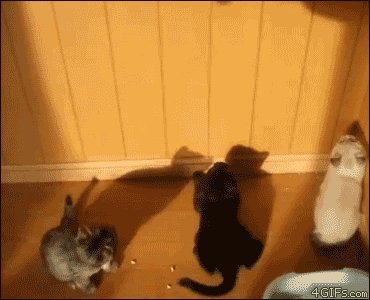 awwww-cute:  3 kittens jump at a shadow (Source: http://ift.tt/1P7wBuc)