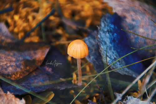 mycena