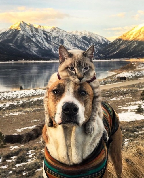 protect-and-love-animals: Travel buddy