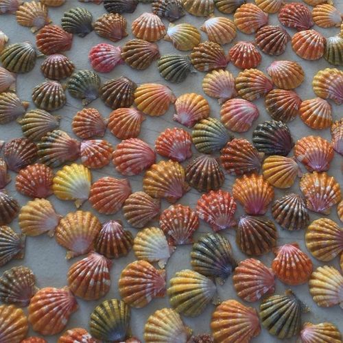 hawaiigram:  Some #beauties by sunriseshellswholesale from Banzai Pipeline, Oahu on July 26, 2015 at 05:39PM