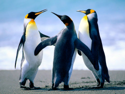 Sharing a chuckle (King Penguins)