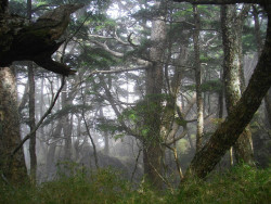 thicor:  nature / foggy