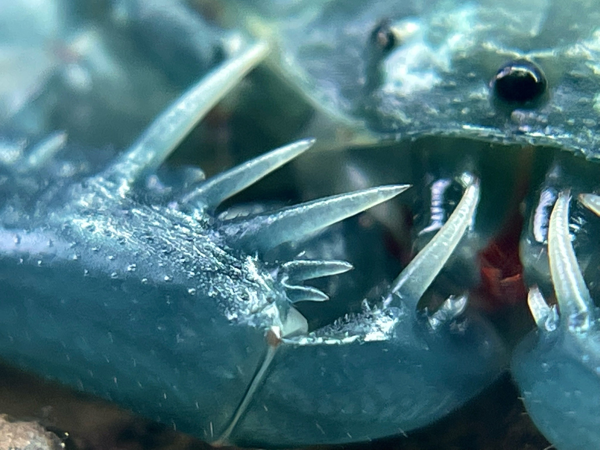 Porn photo crevicedwelling:3 hours after molting Francisco