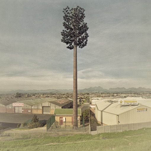 wherearchitectureisfun:  ryanpanos:  Invasive Species | Dillon Marsh In 1996 a palm