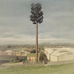 wherearchitectureisfun:  ryanpanos:  Invasive Species | Dillon Marsh In 1996 a palm tree appeared almost overnight in a suburb of Cape Town.This was the world’s first ever disguised cell phone tower. Since then these trees have spread across the city,