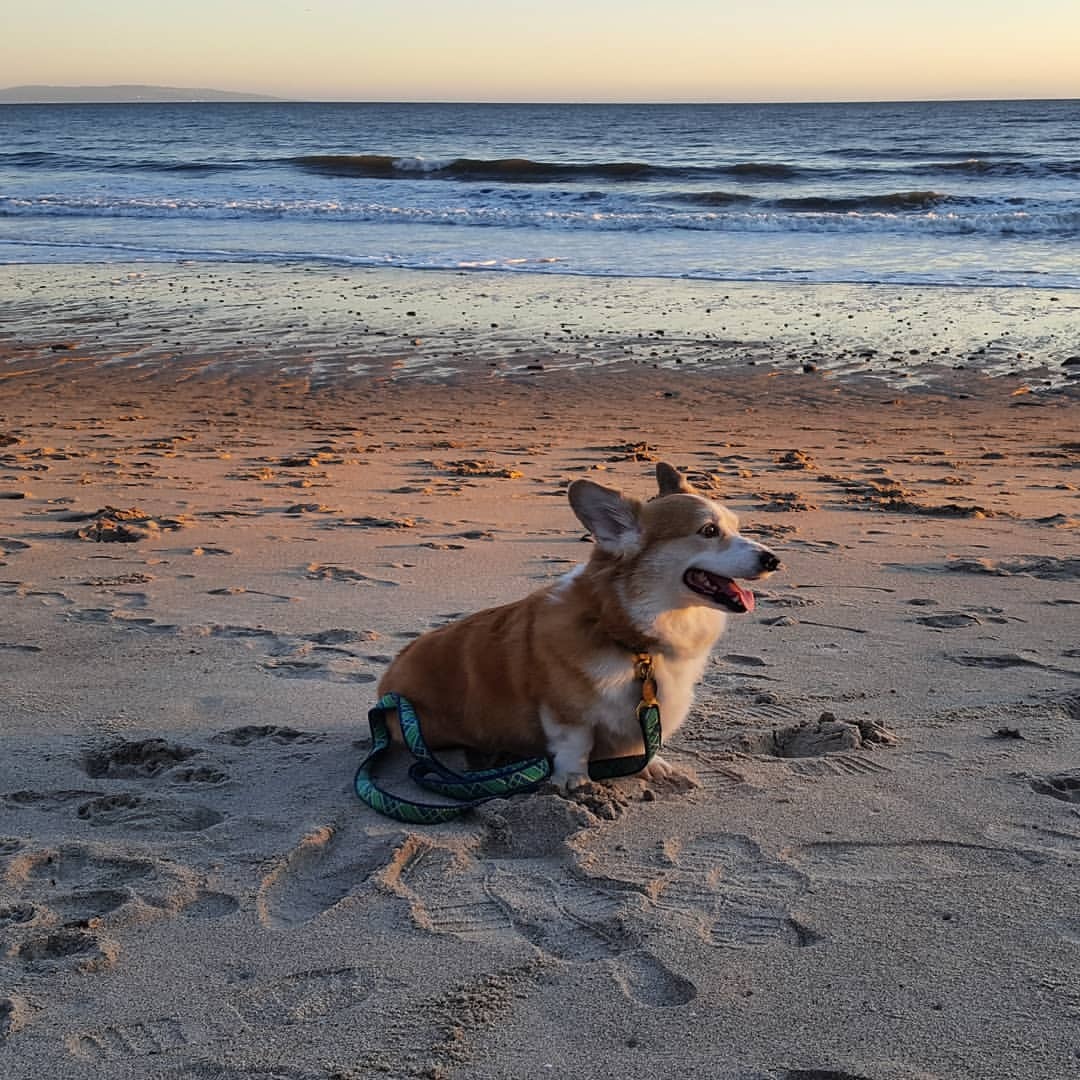 TrevMeister's Blog • Bandit watching the sunset at the beach....