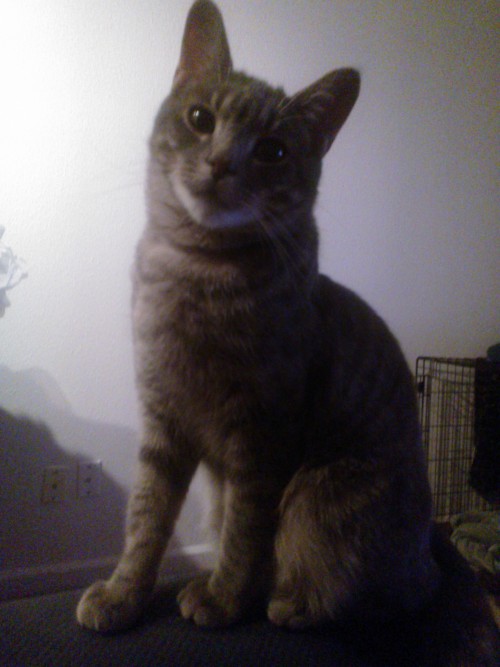 tintindreamsbig:  ileftmyheartinwesteros:  I love this little asshole <3 I can’t believe he’s going to be a year old in March  Awwwwwe. Our asshole cats are only two months apart haha  Well birds of a feather flock together haha