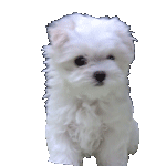 sourcefieldmix:  this dog will remove all adware and viruses from your computer if you reblog and download him 