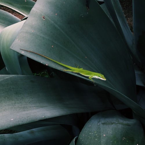 fonteyns:blue-green | Austin, TX