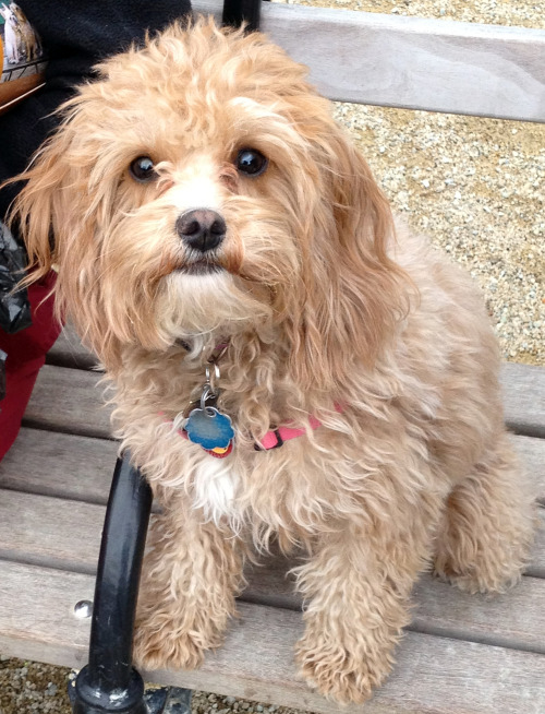 The cutest ever Kismet at the Washington Square Park Dog Run!