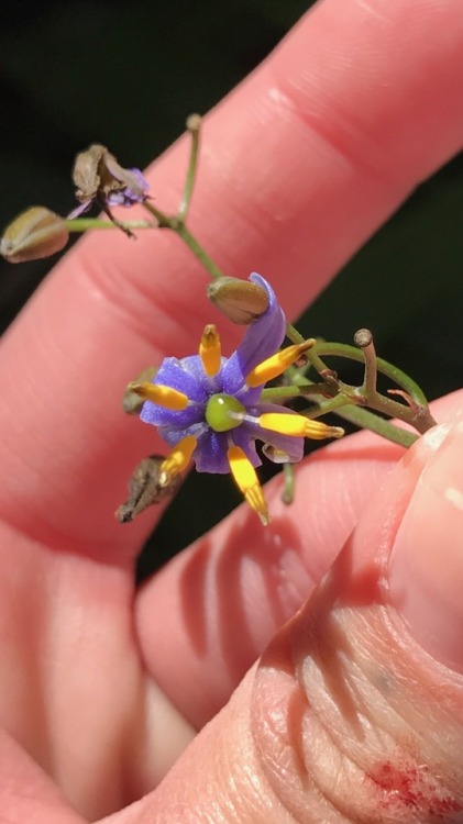 4.9.17 - Something I can’t quite ID. I know it’s something in the nightshade family, probably the So