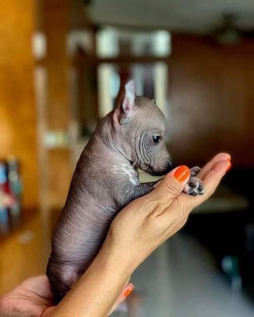 mexicoporsiempre: Xoloitzcuintle Bebé ❤ Un pequeño guardián del Inframundo.