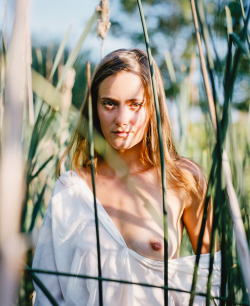 alveoliphotography:  Typha. July, 2015.June