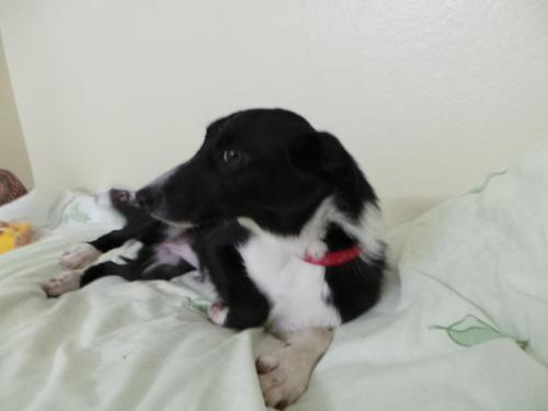 Dog of the DayBeth, from Dogs Trust, Harefield, London. Click here for more info on adoption or ways