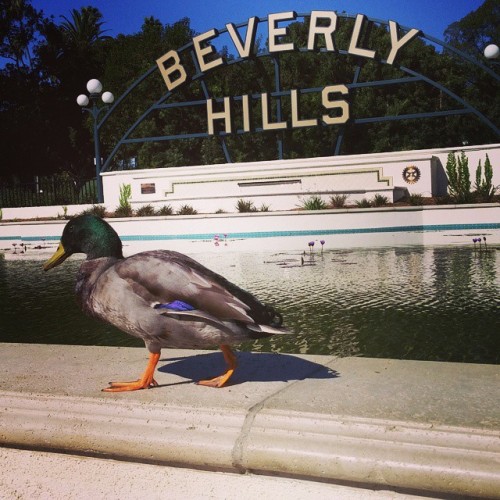 Where is Donald Duck lives in Beverly Hills? #donaldduck #beverlyhills (at Beverly Gardens Park)