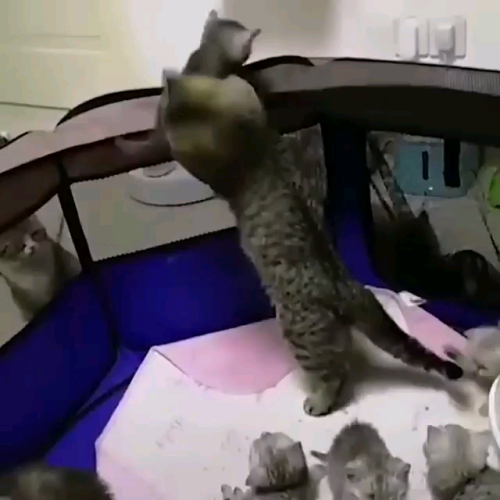 awwww-cute:  Hey ! Come back here ! (Source: https://ift.tt/2NTZocK)