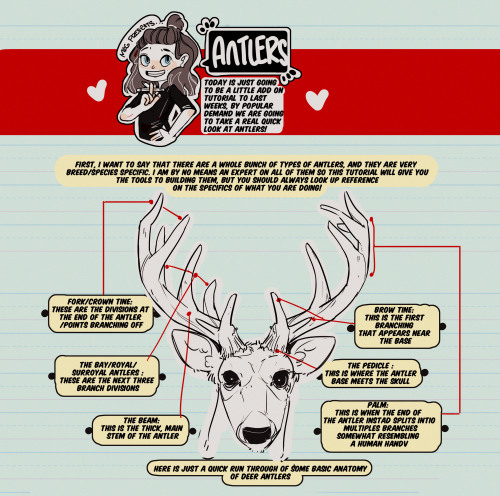 thundercluck-blog: Hey friends, it’s Meg! A really late TUTOR TUESDAY on antlers which ARE NOT