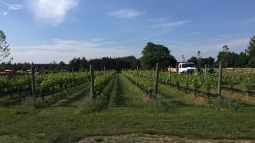 Jamesport vineyards