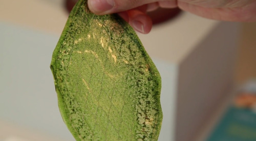 kisslaughanddream:  sixpenceee:  A graduate student has created the first man-made biological leaf. It absorbs water and carbon dioxide to produce oxygen just like a plant. He did this by suspending chloroplasts in a mixture made out of silk protein.