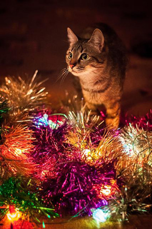 adelphicoracle: ainawgsd: Christmas Cats Adorable ornaments