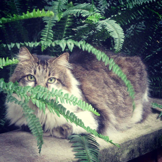 Una mirada fantástica, un momento imperdonable este #cat es inmenso #gato #photooftheday