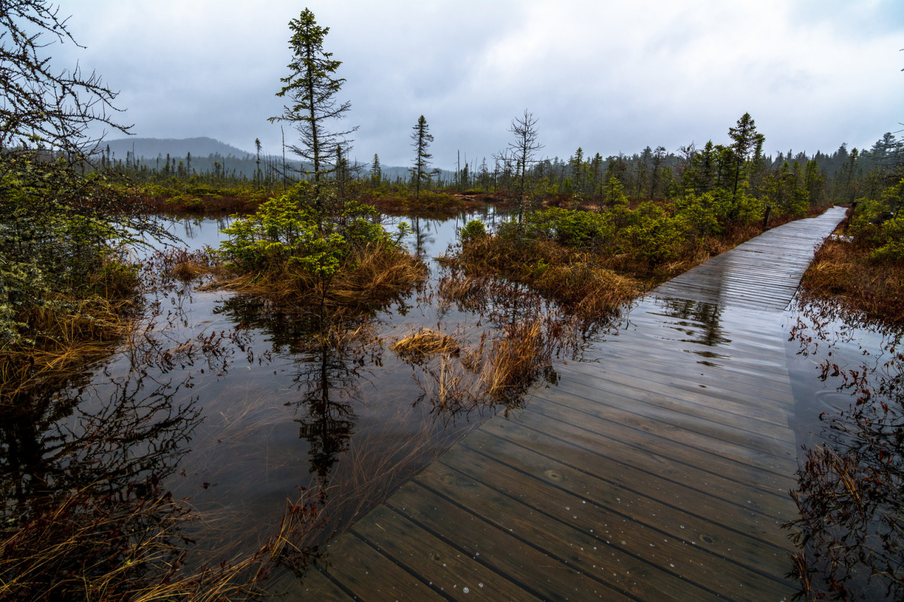 Как называется заросшее болото. Kalnansu bog Trail.