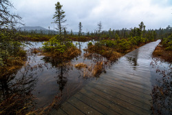 90377:  Bog Trail by Shane Garlock  