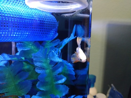 A lot of shrimp out in the front ft. Orion